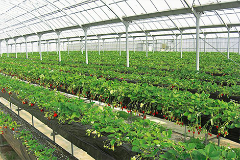 高設栽培だからベビーカーも楽々！一宮観光いちご組合