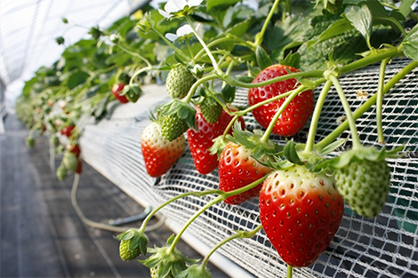 28種類のいちごを食べ比べ！近藤いちご園