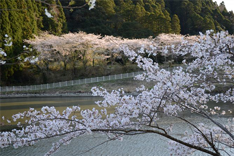 ホタル観賞なら洞庭湖